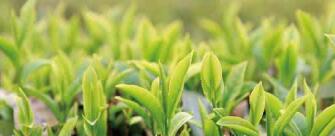 廣西西林京桂古道茶業公司怎么樣？是國企嗎？和廣西農墾集團啥關系？